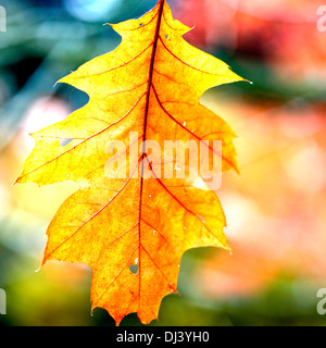 einsame Herbst Roteiche Blatt Jane Ann Butler Fotografie JABP935 Stockfoto