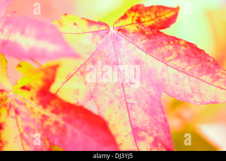 Ahornblätter, helle und kräftigen Herbstfarben Jane Ann Butler Fotografie JABP915 Stockfoto