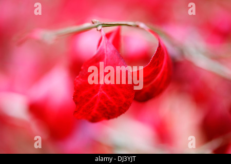 schöne rote Blätter im Herbst von Euonymus Alatus Bush Jane Ann Butler Fotografie JABP943 Stockfoto