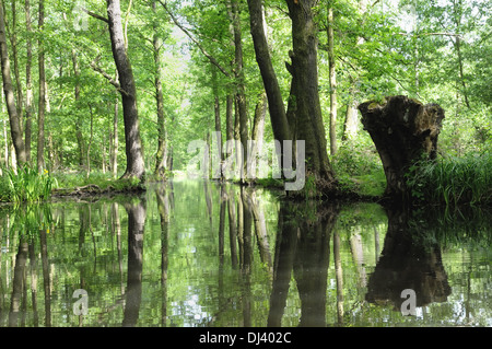 Spreewald Biosphere Reserve Deutschland Stockfoto