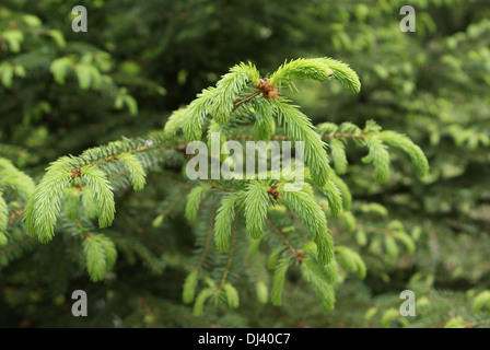 Picea Abies, Fichte, Fichte Stockfoto