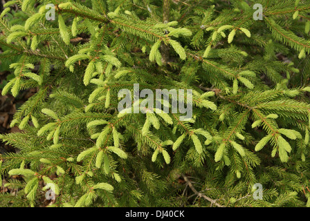 Picea Abies, Fichte, Fichte Stockfoto