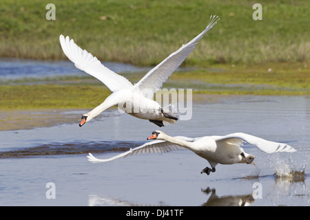 Höckerschwäne (Cygnus Olor) ausziehen Stockfoto