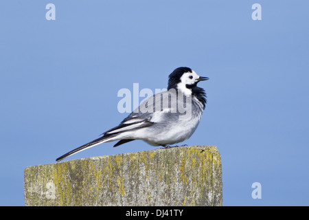 Bachstelze (Motacilla Alba) Stockfoto