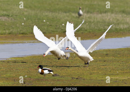 Stummschalten Sie Schwäne (Cygnus Olor) im Flug Stockfoto