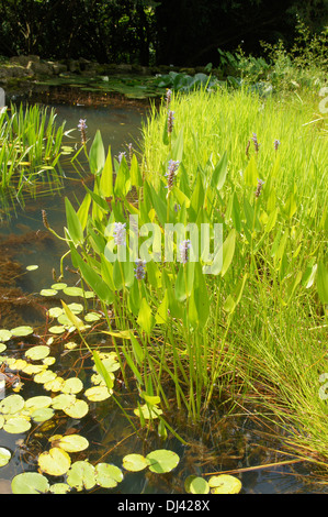 Pontederia Cordata, Hechtkraut, pickerelweed Stockfoto