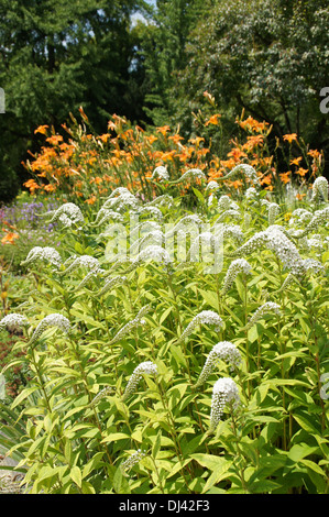 Schwanenhals Blutweiderich Stockfoto