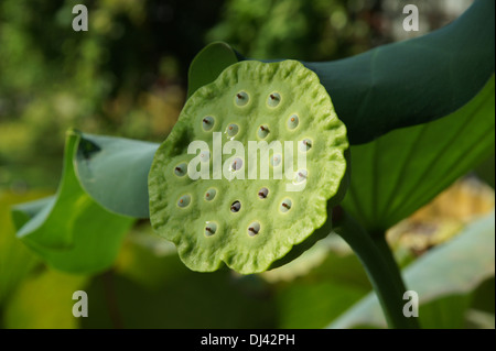 Nelumbo Nucifera, Lotosblume, lotus Stockfoto