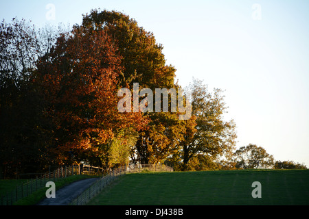 Herbstliche Ahorn und Eiche Bäume auf einem Hügel von der untergehenden Sonne beleuchtet Stockfoto