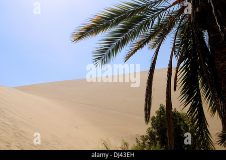 Unter den Palmen in der Wüste Stockfoto