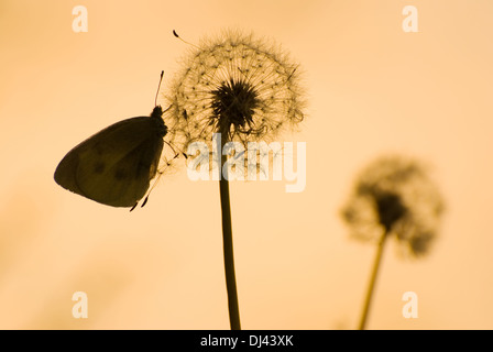 Löwenzahn und Schmetterling im ruhigen Abend Stockfoto