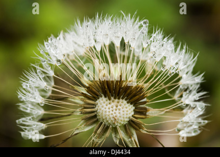 Wassertropfen auf Löwenzahnsamen. Stockfoto