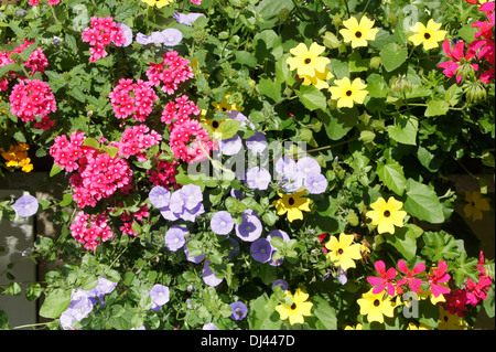 Ackerwinde, Black-Eyed Susan, Eisenkraut Stockfoto