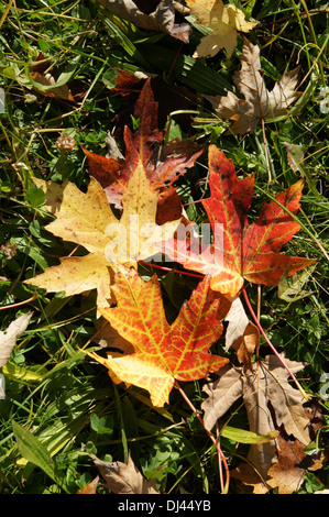 Acer Saccharinum, Silberahorn, Silver maple Stockfoto