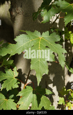 Acer Saccharinum, Silberahorn, Silver maple Stockfoto