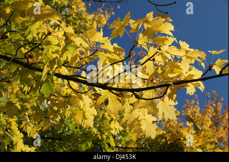 Acer Saccharinum, Silberahorn, Silver maple Stockfoto