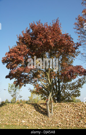 Acer Ginnala Feuerahorn, Amur Ahorn Stockfoto