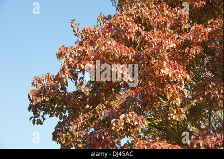 Acer Ginnala Feuerahorn, Amur Ahorn Stockfoto