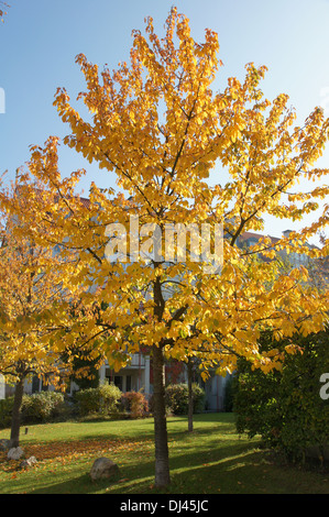 Prunus Avium, Süßkirsche, Süßkirsche Stockfoto