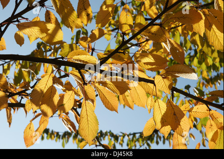 Prunus Avium, Süßkirsche, Süßkirsche Stockfoto