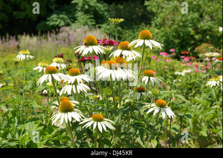 Lila Echinacea Stockfoto