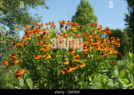 Sneezeweed Stockfoto