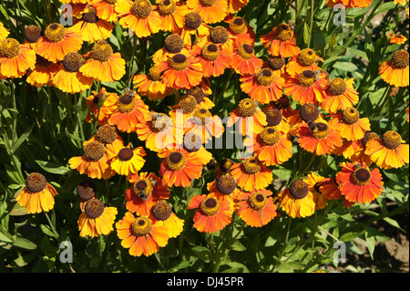 Geniest Weed Stockfoto