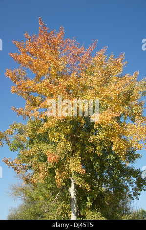 Populus Tremula, Zitterpappel, Espe Stockfoto