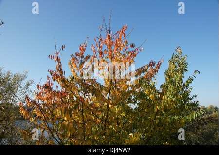 Prunus Avium, Vogelkirsche, Süßkirsche Stockfoto