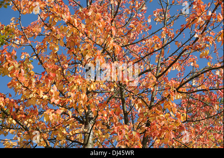 Prunus Avium, Vogelkirsche, Süßkirsche Stockfoto