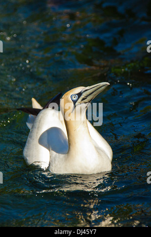 Basstölpel (Morus Bassanus) Stockfoto