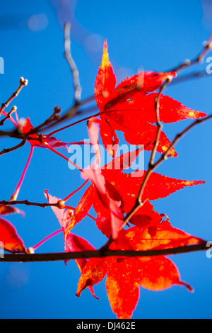 Herbstfarben auf einem Acer-Baum in Holehird Gärten, Windermere, Lake District, Cumbria, UK. Stockfoto