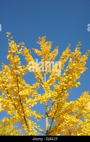 Ginkgo Biloba, Ginkgobaum, tausend Baum Stockfoto