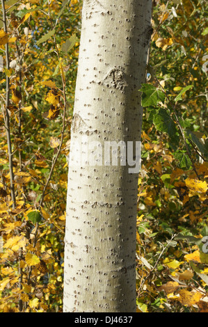 Populus Tremula, Zitterpappel, Espe, Rinde Stockfoto