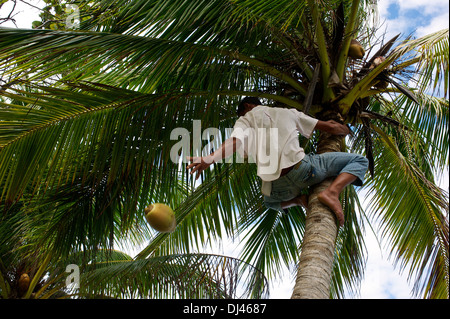 Ernte der Kokosnüsse in der Nähe von Baracoa, Kuba Stockfoto