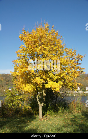 Feldahorn Acer Campestre, Feldahorn, Stockfoto