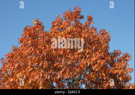 Roteiche Quercus Rubra, Roteiche, Stockfoto