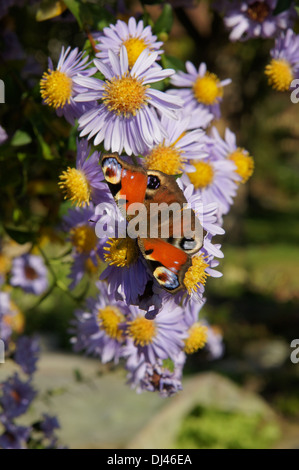 Aster Mit Tagpfauenauge Stockfoto