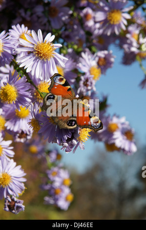 Aster Mit Tagpfauenauge Stockfoto