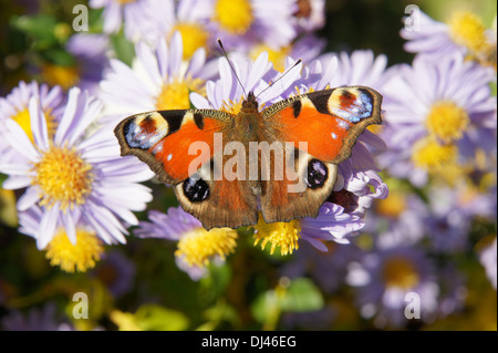 Aster Mit Tagpfauenauge Stockfoto