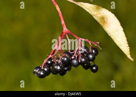 Holunder Sambucus nigra Stockfoto