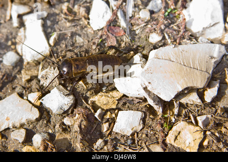 Field Cricket Nymphe Stockfoto