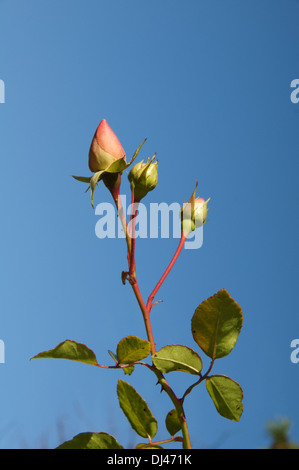 Rosa New Dawn, Kletterrose, Blütenknospen Stockfoto