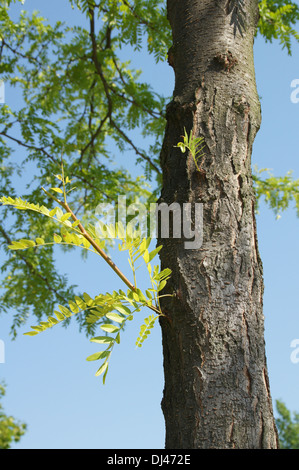 Honigheuschrecke Stockfoto