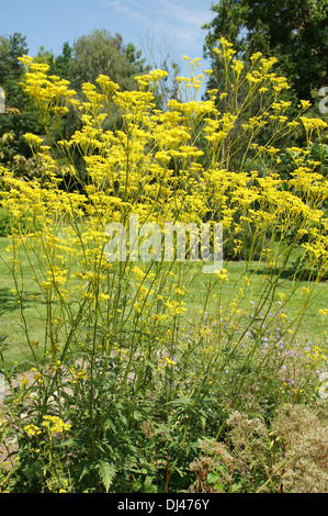 Patrinia Stockfoto