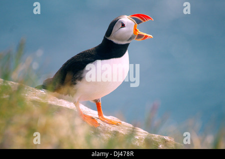 weinende Papageientaucher Stockfoto