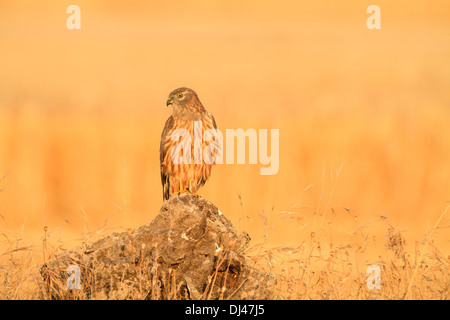 Wiesenweihen (Circus Pygargus) weibliche thront auf einem Baumstumpf bei Sonnenaufgang. Provinz Lleida. Katalonien. Spanien. Stockfoto