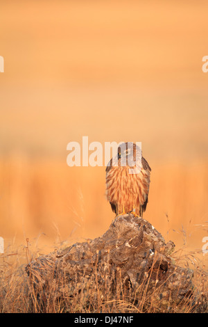 Wiesenweihen (Circus Pygargus) weibliche thront auf einem Baumstumpf bei Sonnenaufgang. Lleida. Katalonien. Spanien. Stockfoto