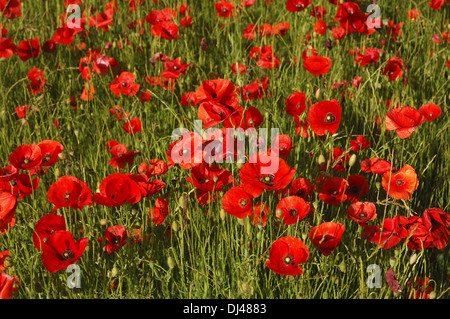 rote Mohnblume Stockfoto