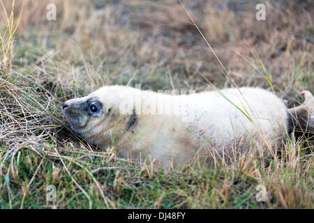 Somercotes, Lincolnshire, UK. 21. November 2013. Neu geborenen Welpen im The Donna Nook Grey Seal Colony - verwaltet von Lincolnshire Wildlife Trust, Somercotes, Lincolnshire, UK, England 21.11.2013 Donna Nook ist Heimat von etwa 3000 grau versiegelt Credit: Paul Thompson Live News/Alamy Live News Stockfoto